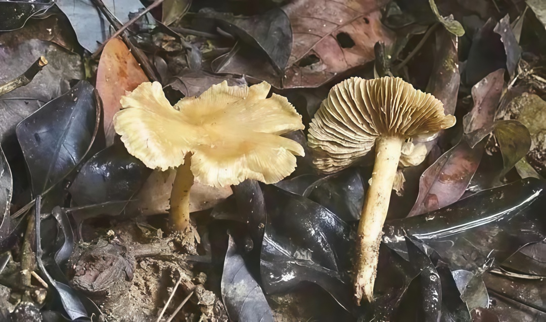 深圳已有2人送医！疾控紧急提醒：野生蘑菇不采摘，不购买，不食用！