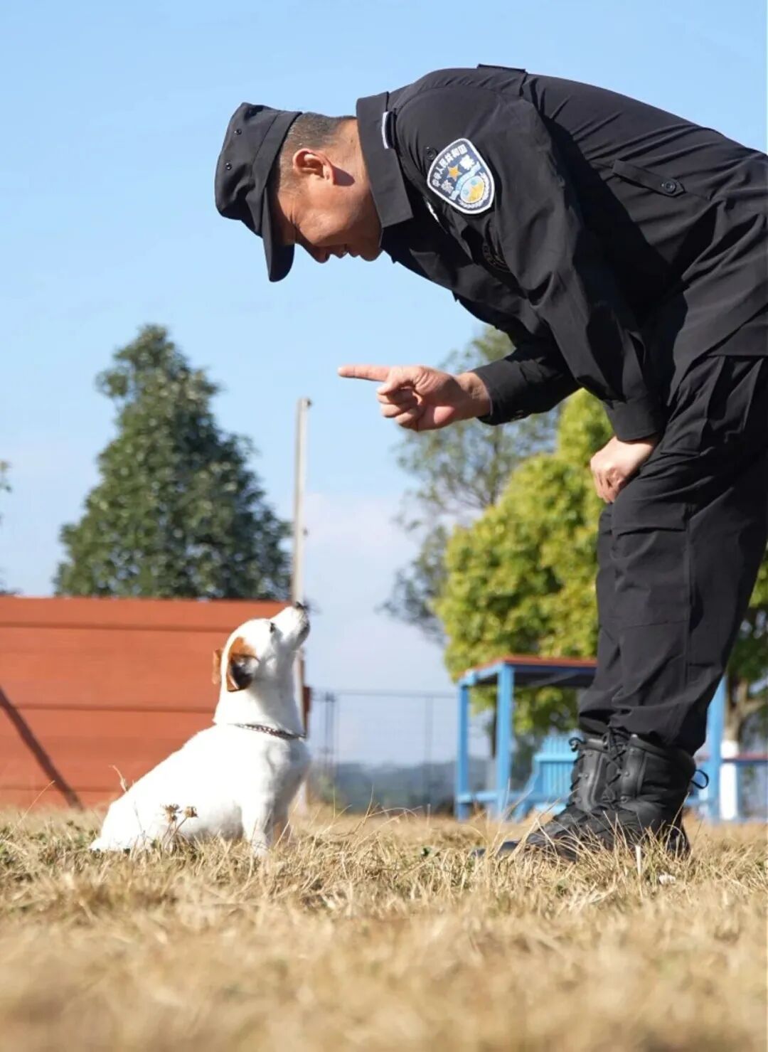 腿还没火腿肠长！3岁搜毒犬“王子”火了！