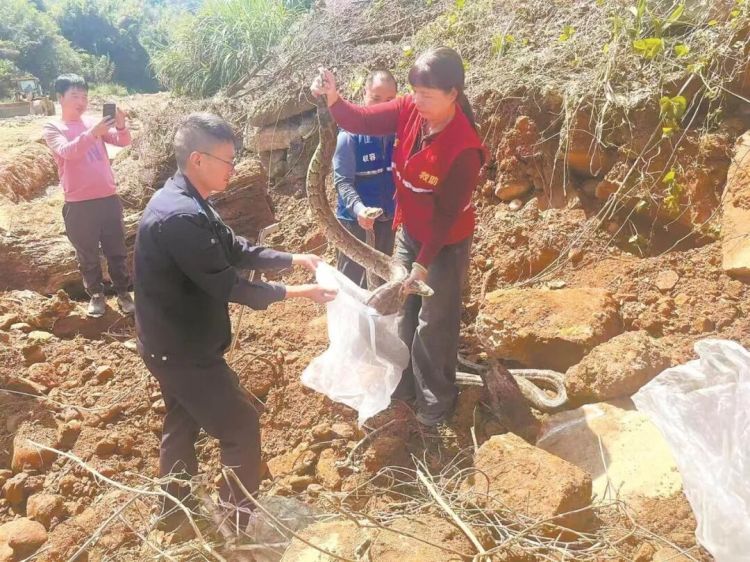 泉州安溪工人修河堤挖出3条大蟒蛇，野生动物救助中心：疑因挖机震动跑出来的