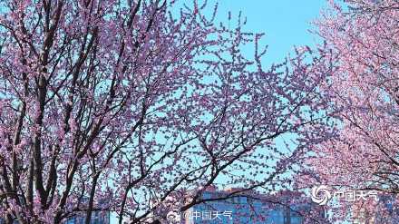 北京玉渊潭花开渐入佳境 一组图直击“花事”现场