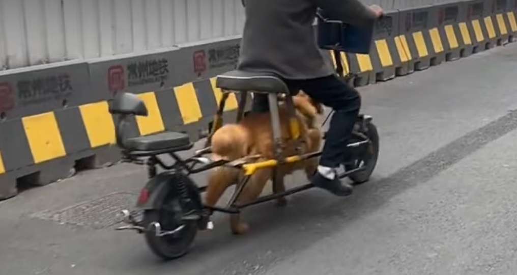 江苏一男子市区“骑狗上路”，交警回应：行为存在危险性，已批评教育