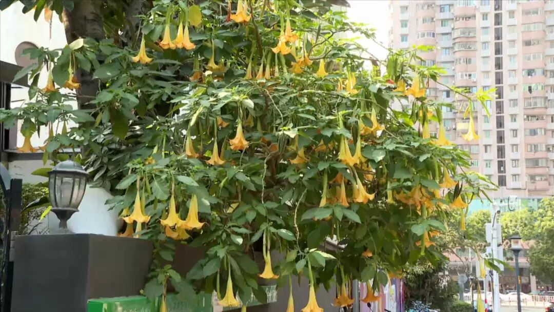 颜值超高却全株有毒！厦门多地曼陀罗花绽放！提醒：勿触碰！勿采摘！勿食用！