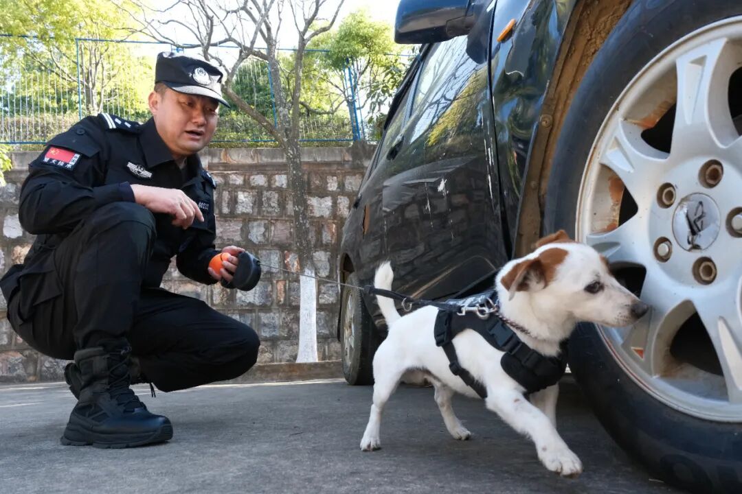 腿还没火腿肠长！3岁搜毒犬“王子”火了！