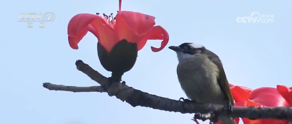 “美食+非遗”融入春日赏花之旅 各地抢抓“美丽经济”流量红利促消费