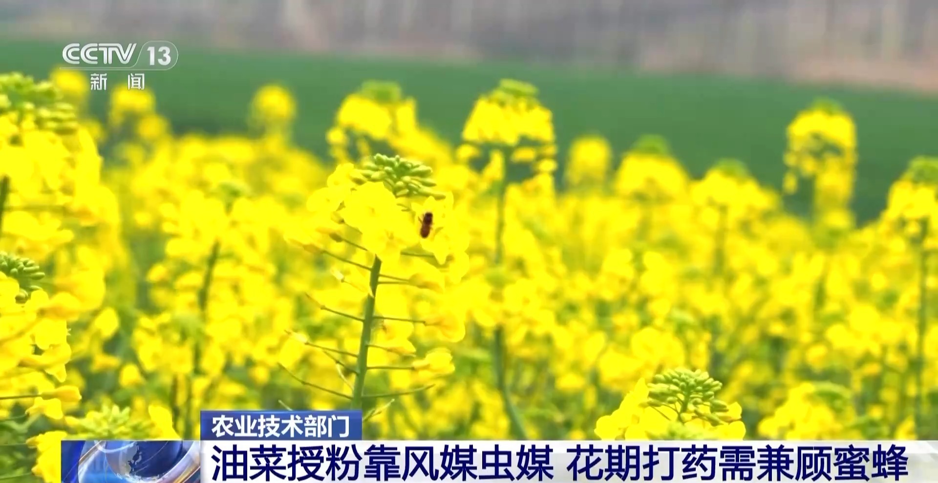 油菜花期打药如何兼顾保护蜜蜂？农业农村部回应