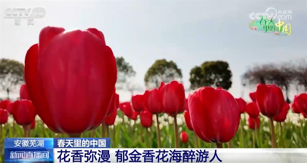 共赴浪漫的春日之约 “花”样新体验让“赏花游”延伸为促消费“活力链条”