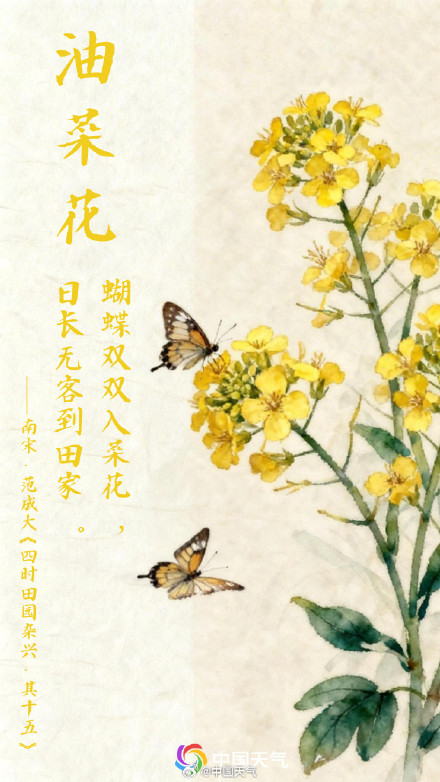 春花与诗词