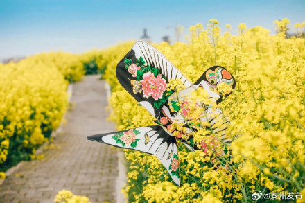这个春天来泰州兴化赏油菜花