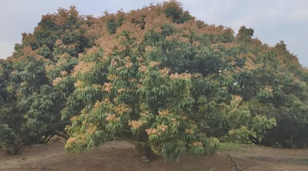 今年“荔枝自由”悬了！大量桂味果树“见芽不见花”