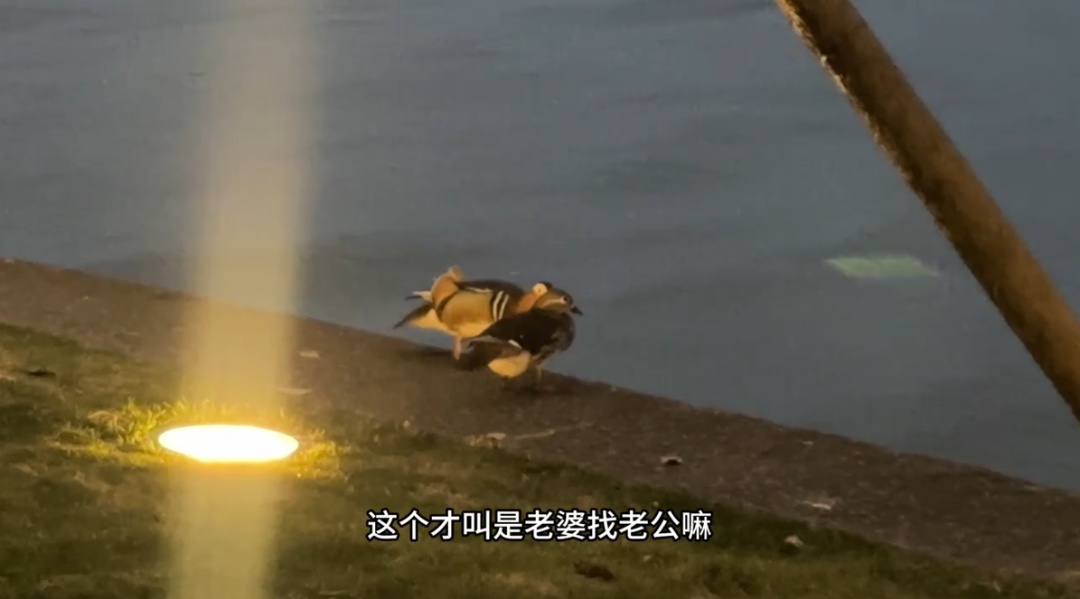 西湖边一对鸳鸯“小夫妻”当众 “冷战”，保安大叔6分钟劝“复合”