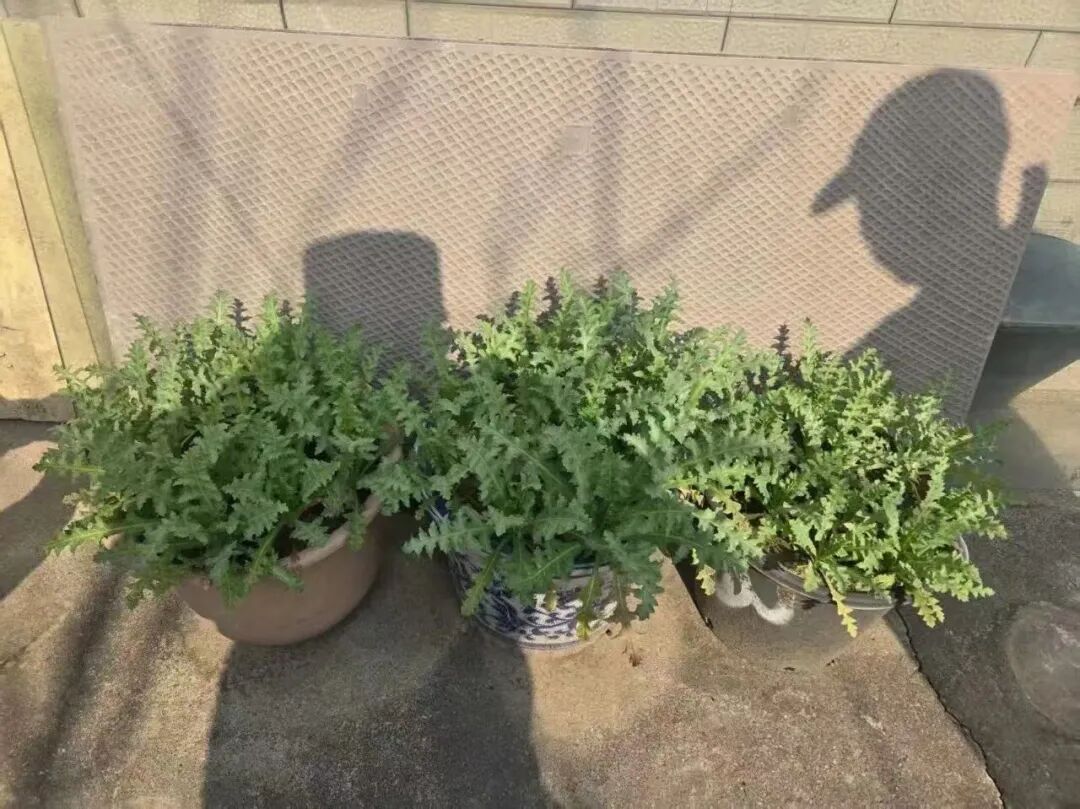 江苏2人涉毒违法被查！