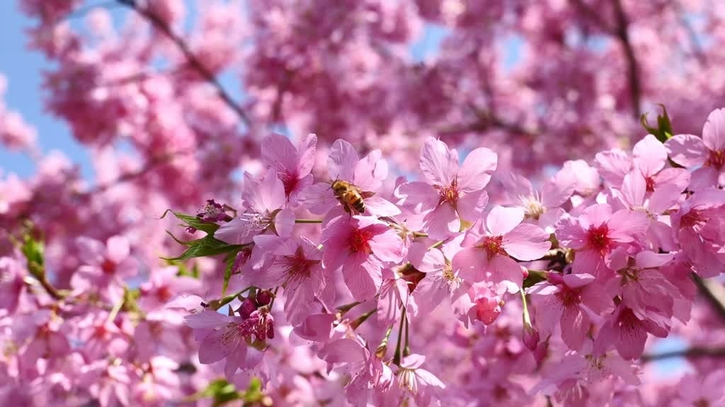 承包整个春天！四川“追花”指南来了