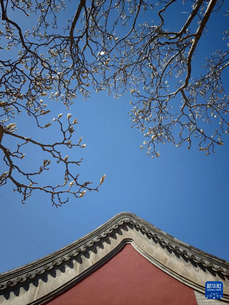 天坛公园春色美