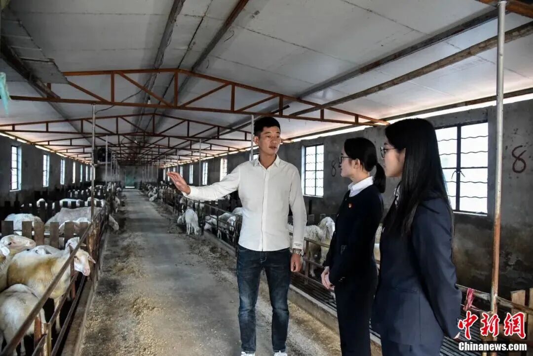 “别看我只是一只羊”，羊儿的价值难以想象