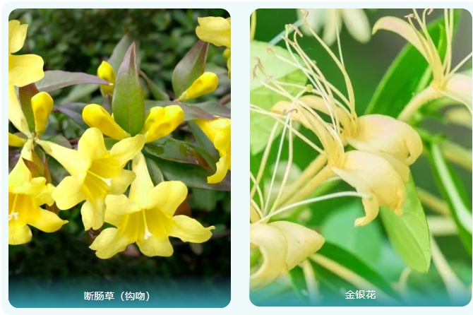 云南一对夫妻把漆树芽误认为香椿，食用后脸肿成球