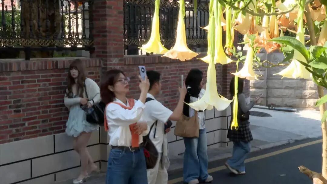 颜值超高却全株有毒！厦门多地曼陀罗花绽放！提醒：勿触碰！勿采摘！勿食用！
