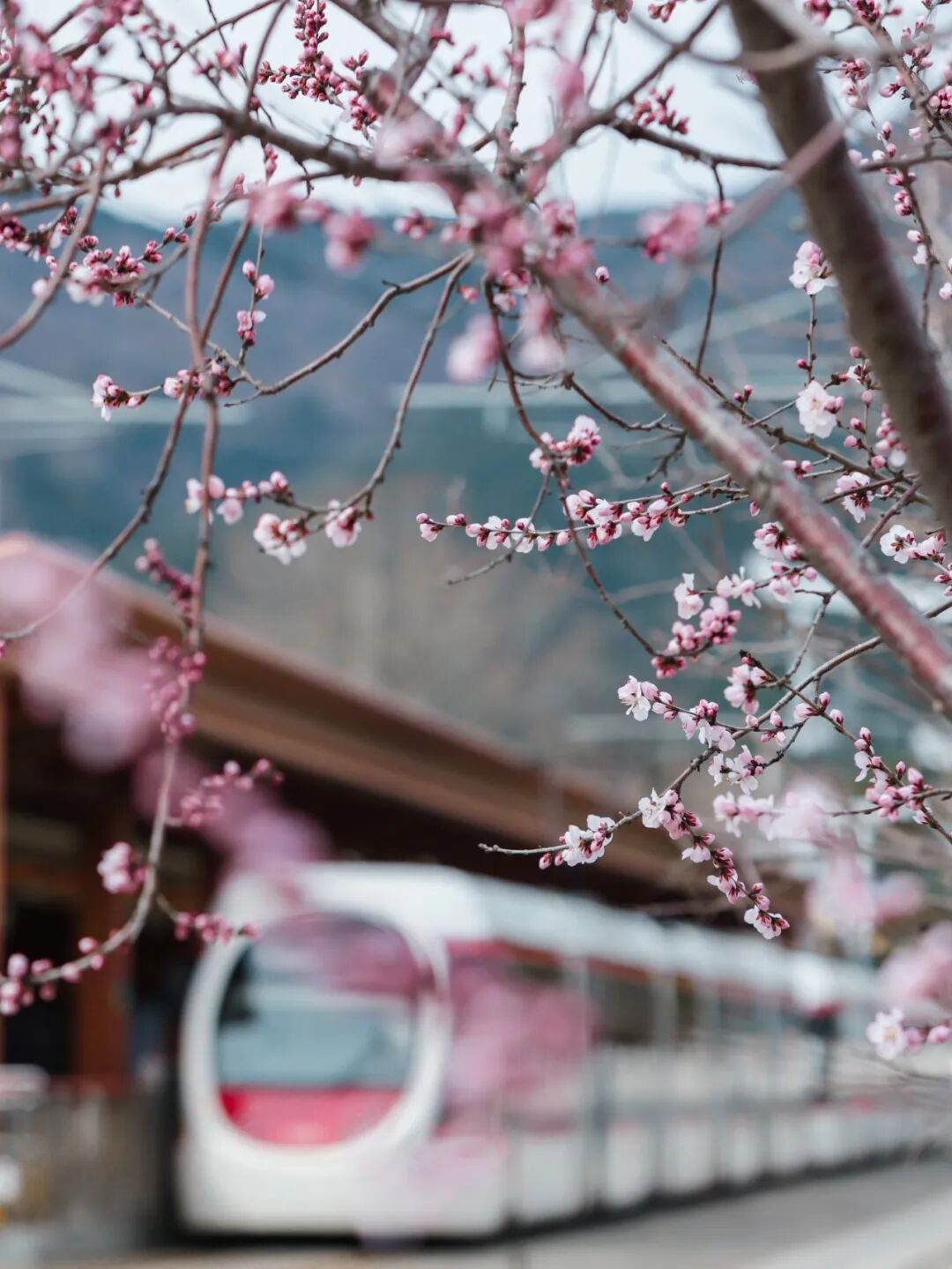 收藏！北京这个三月乘着“最美西郊线”穿越花海，最佳乘车时间和路线——