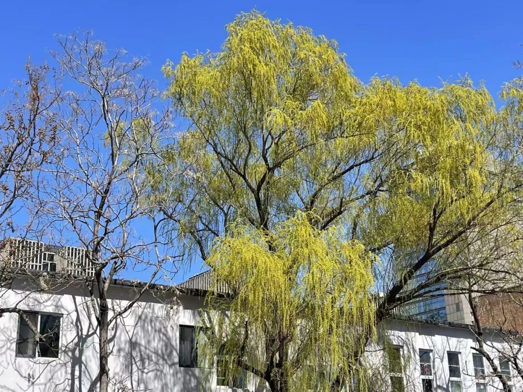 今天北京花粉浓度高风险！注意防护，明日升温——
