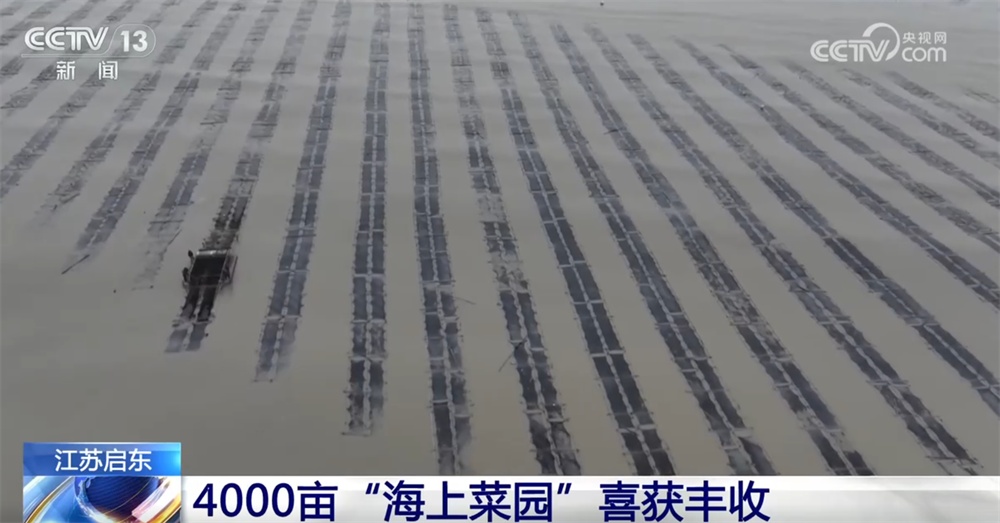 骆驼产羔、投放蟹苗、紫菜丰收……希望的田野一派繁忙 一起感受“春天的希望”