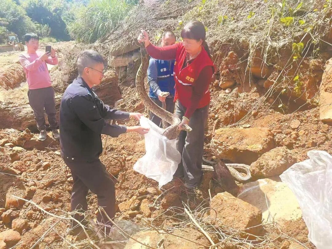 福建一地修河堤挖出3条大蟒蛇，最大一条长4米重50多斤