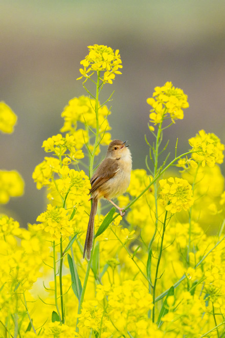 无水印速存！这组春天壁纸生命力满满