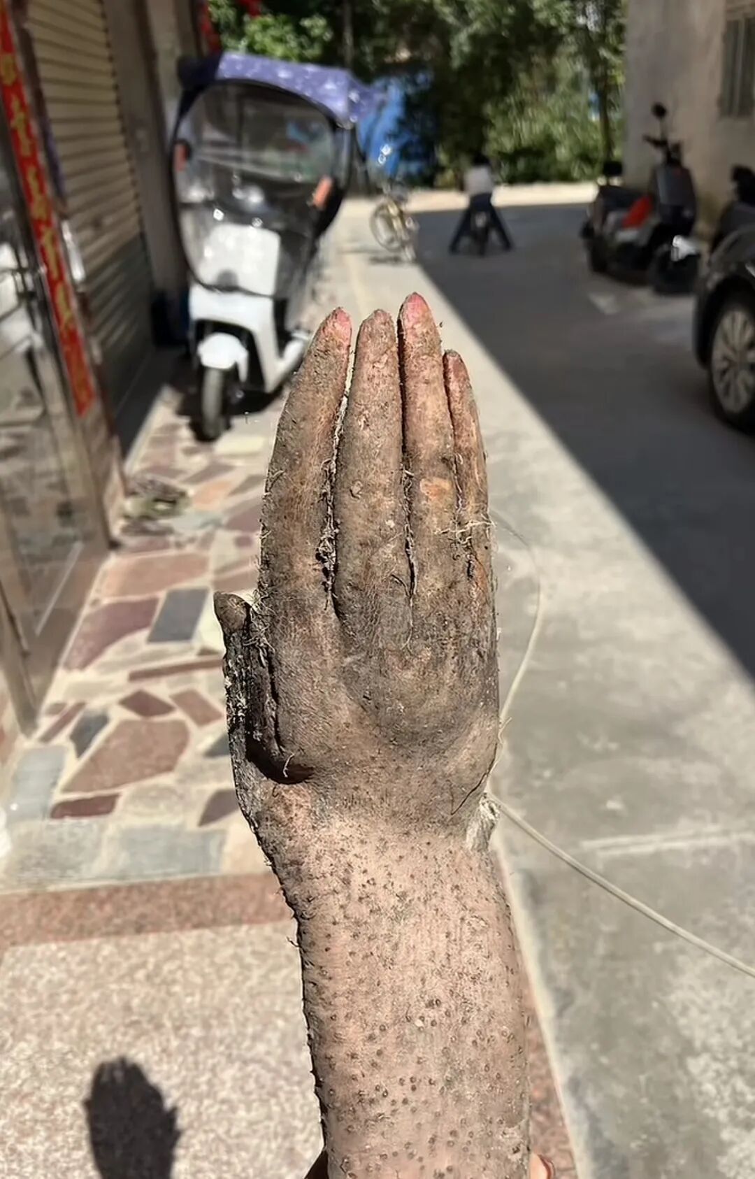 广东一老人在菜地挖到“淮山手”，当场吓了一跳！