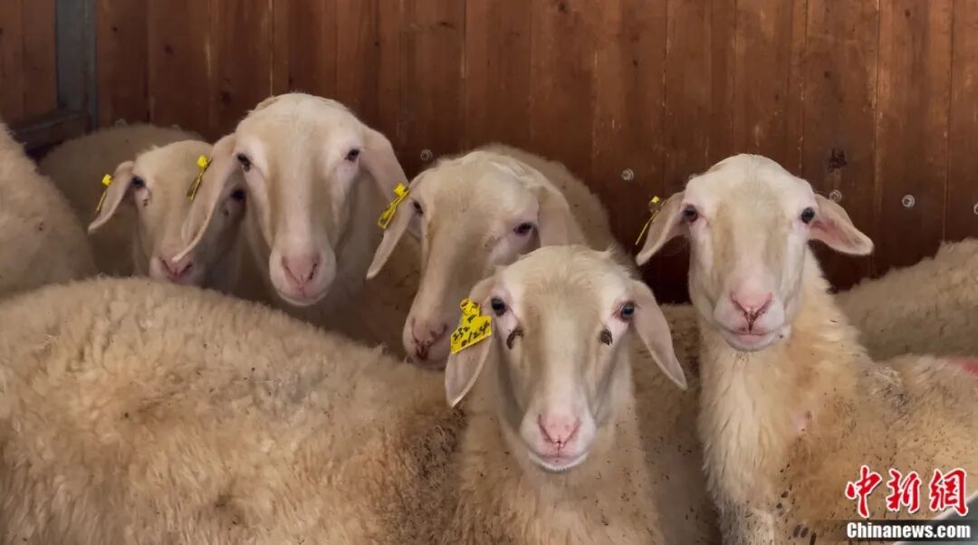 “别看我只是一只羊”，羊儿的价值难以想象