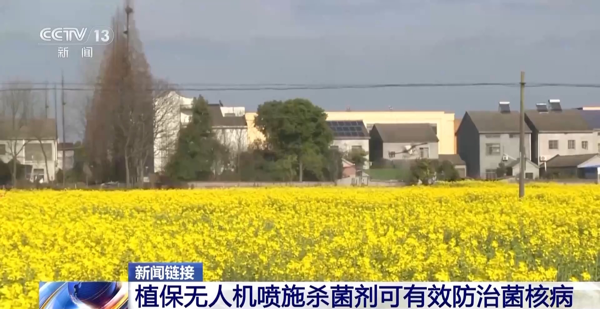 油菜花期打药如何兼顾保护蜜蜂？农业农村部回应