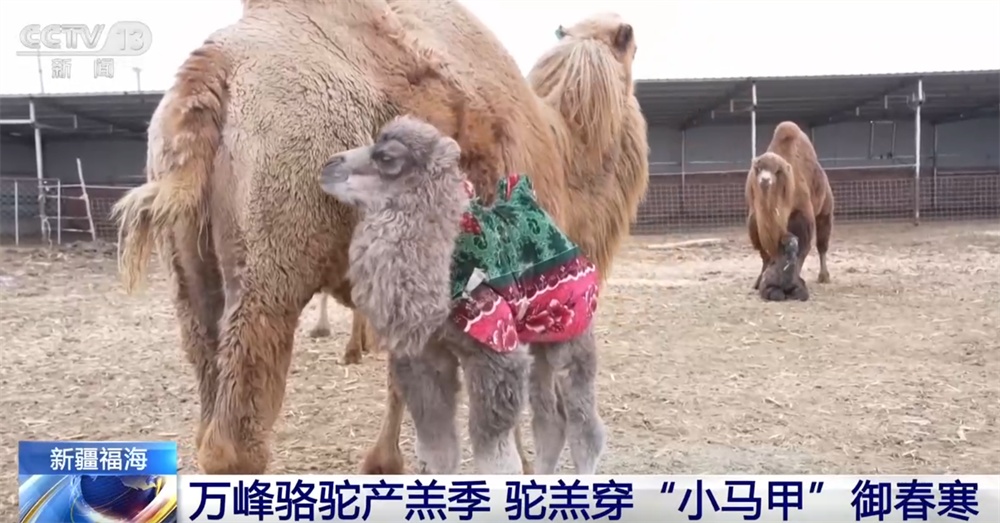 骆驼产羔、投放蟹苗、紫菜丰收……希望的田野一派繁忙 一起感受“春天的希望”