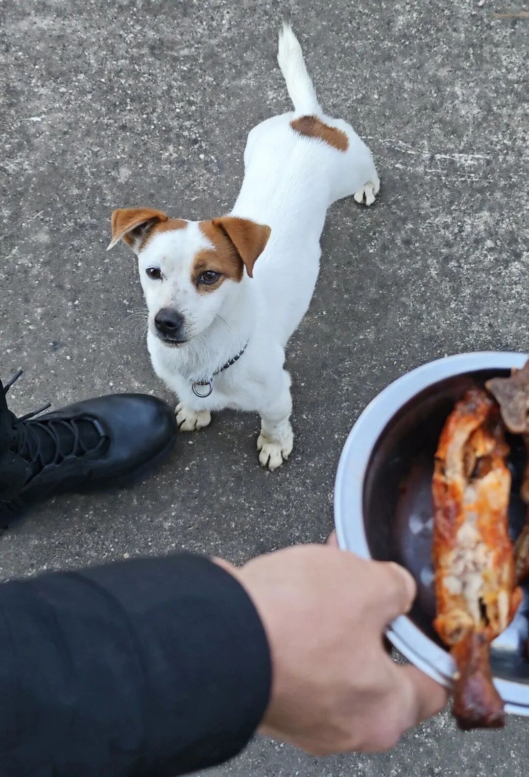 腿还没火腿肠长！3岁搜毒犬“王子”火了！