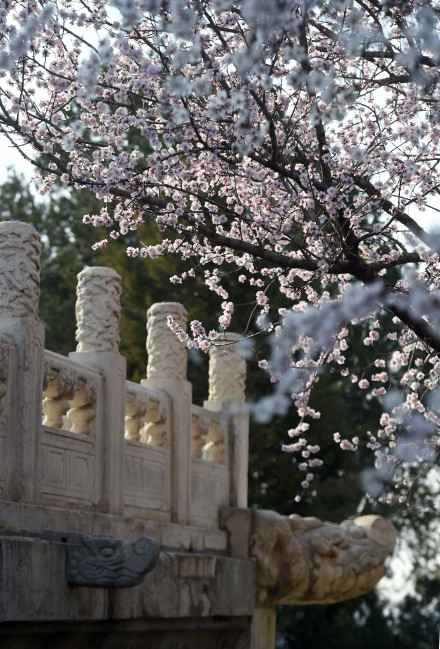 无水印速存！这组春天壁纸生命力满满