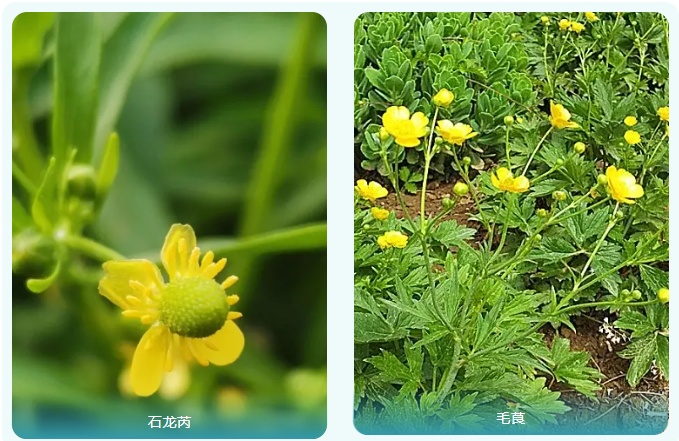 云南一对夫妻把漆树芽误认为香椿，食用后脸肿成球