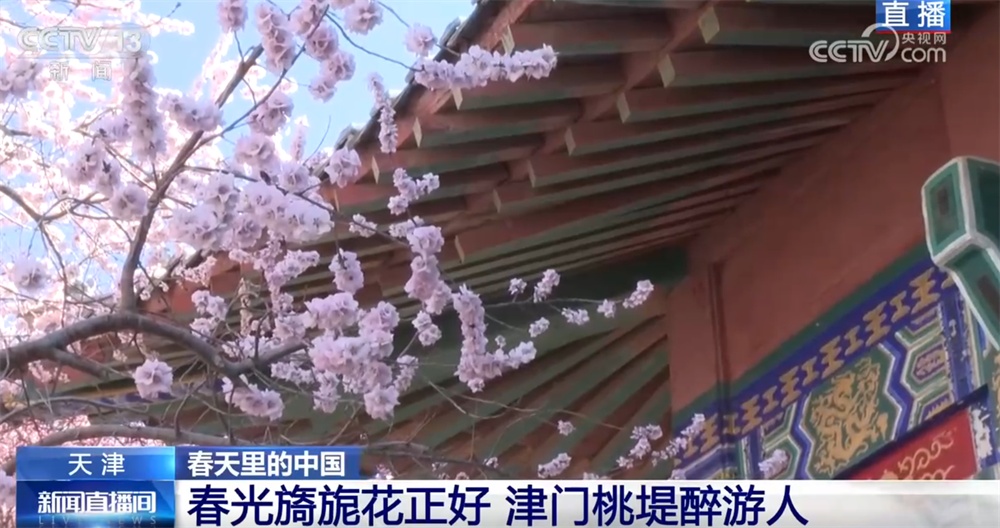 “赏花经济”激活新消费场景 “农文旅”融合让特色产业成为乡村振兴新引擎