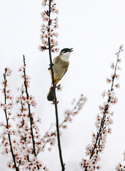 无水印速存！这组春天壁纸生命力满满