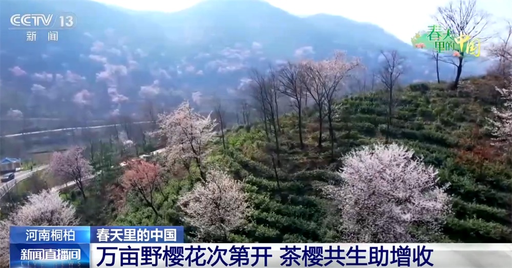 “赏花经济”激活新消费场景 “农文旅”融合让特色产业成为乡村振兴新引擎