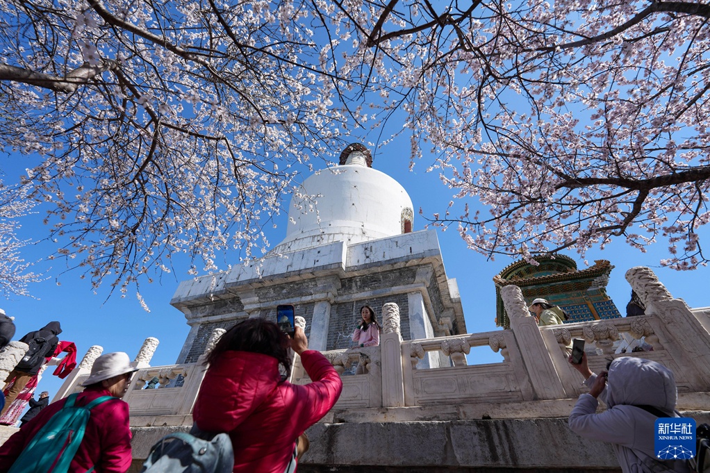 京华风暖桃花开