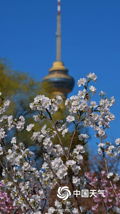 北京玉渊潭花开渐入佳境 一组图直击“花事”现场