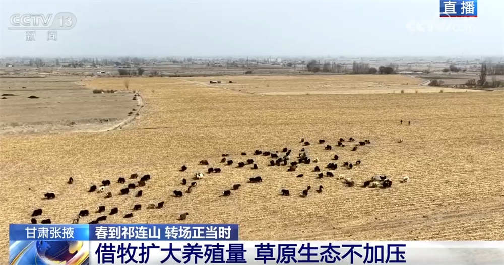 “异地借牧”实现牧民增收、农业提效、草原增绿 进一步筑牢西部生态安全屏障