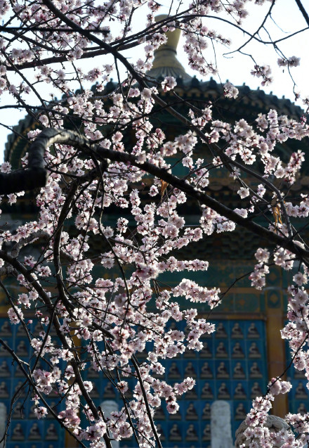 无水印速存！这组春天壁纸生命力满满