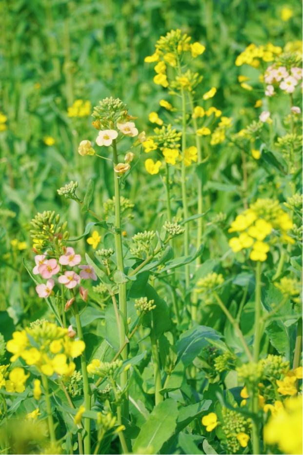上海的七彩油菜花田，已经美成了莫奈油画！