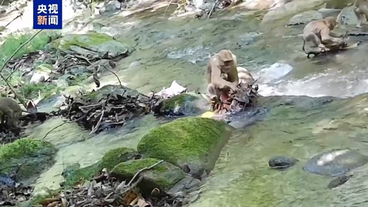 国家一级保护野生动物北豚尾猴现身澜沧江自然保护区