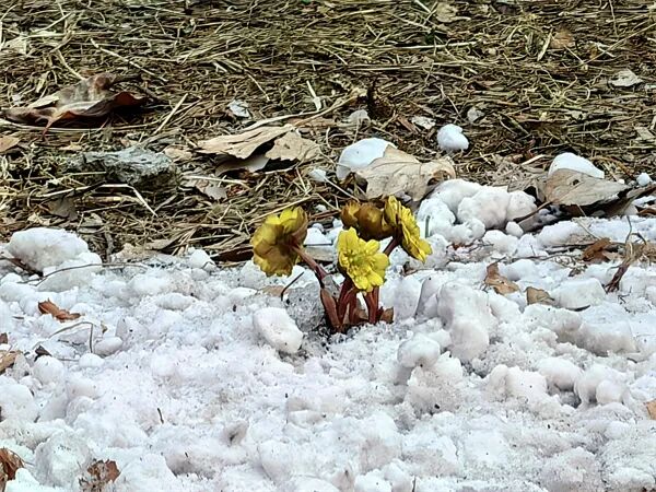 不用远走寻芳！冰城“报春第一花”绽放东林校园，市区即可邂逅冰凌花