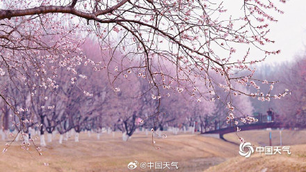 北京奥森山桃花盛开