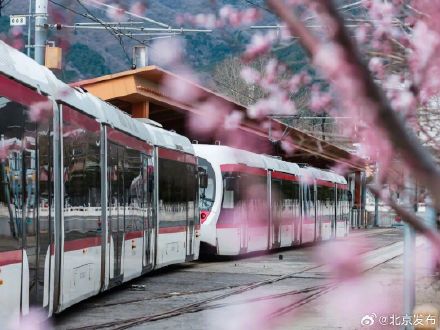 扩容+适时出站免检！乘“最美西郊线”穿越花海最新攻略——