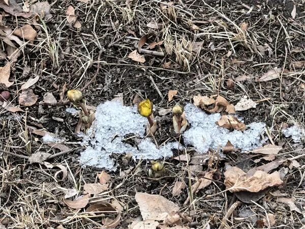 不用远走寻芳！冰城“报春第一花”绽放东林校园，市区即可邂逅冰凌花