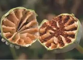 别让“偏方”和“好奇”害了你！