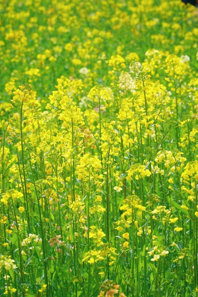 上海的七彩油菜花田，已经美成了莫奈油画！