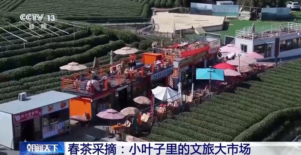 踏青赏花、采春茶、吃春菜 各地特色活动邀你尽享春日惬意