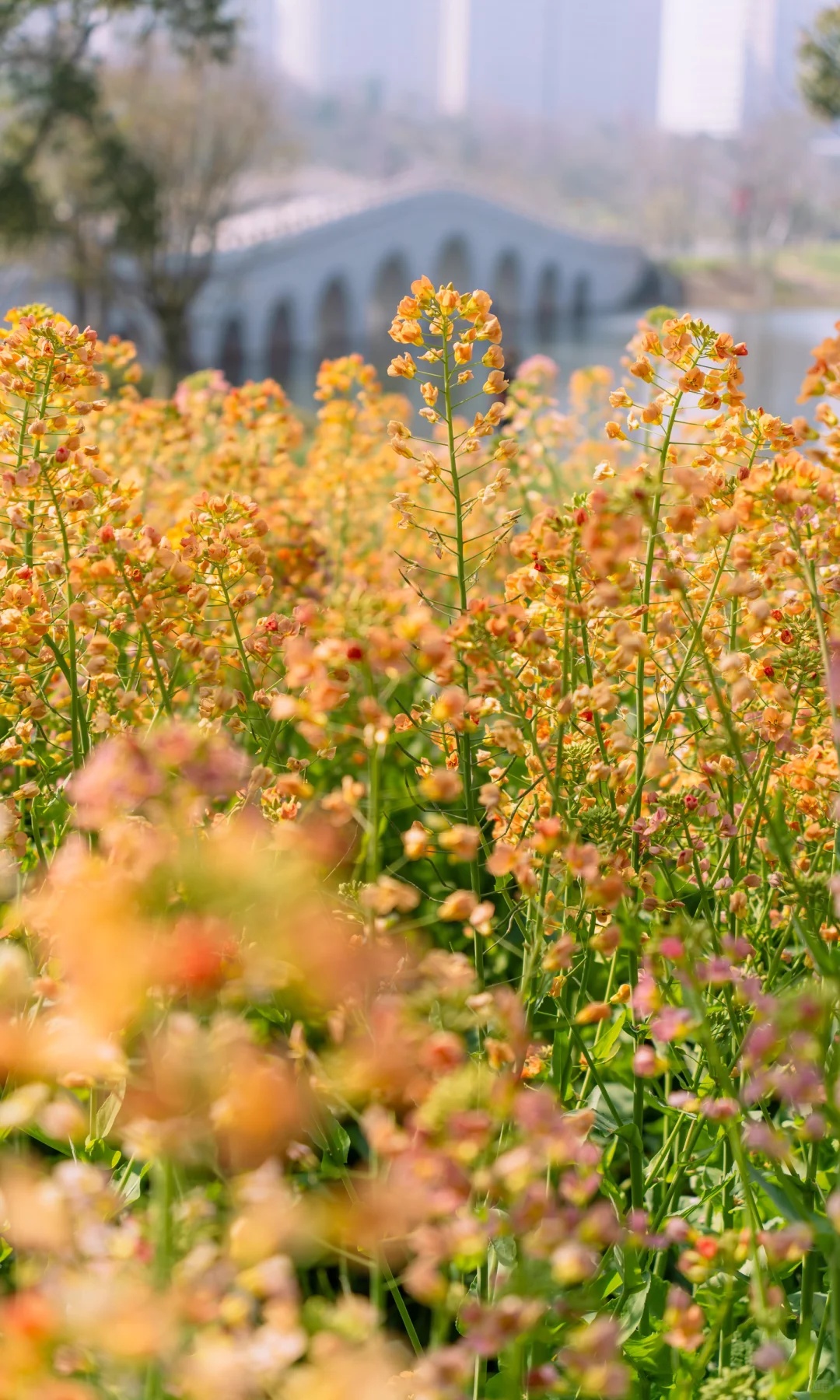 上海的七彩油菜花田，已经美成了莫奈油画！
