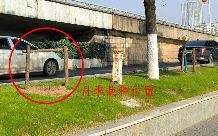 名贵月季接连被盗 民警化身 “追花人”